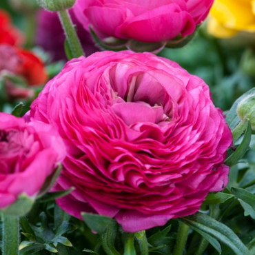 X 100 RANUNCULUS ROZE 6/7