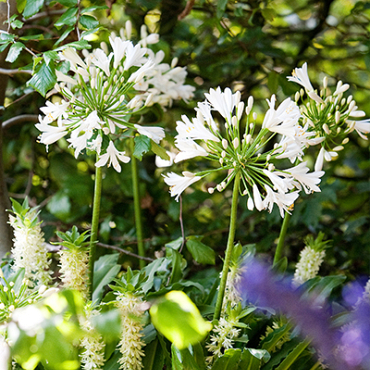 X 25 AGAPANTHUS AFRICANUS ALBUS 1/2