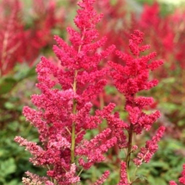 X 25 ASTILBE ARENDSII SPINELL 2/3