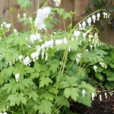 X 25 DICENTRA SPECTABILIS ALBA 2/3