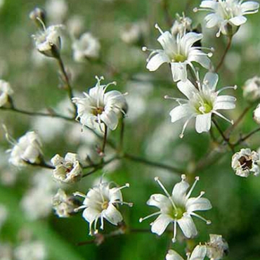 X 25 GYPSOPHILA PANICULATA  I