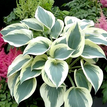 X 25 HOSTA BLUE IVORY I