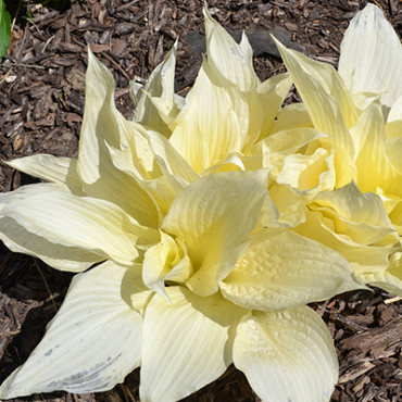 X 25 HOSTA WHITE FEATHER I