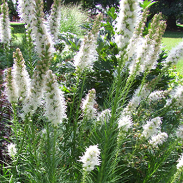 X 25 LIATRIS FLORISTAN WHITE 12/14