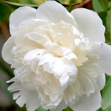 X 25 PAEONIA DUCHESSE DE NEMOURS 2/3