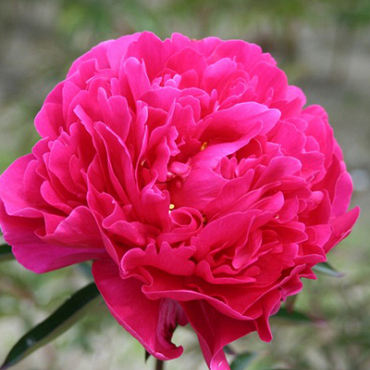 X 25 PAEONIA KARL ROSENFIELD 2/3