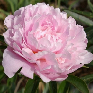 X 25 PAEONIA SARAH BERNHARDT 2/3