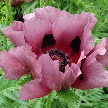 X 25 PAPAVER PATTYS PLUM I