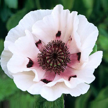 X 25 PAPAVER PERRYS WHITE I