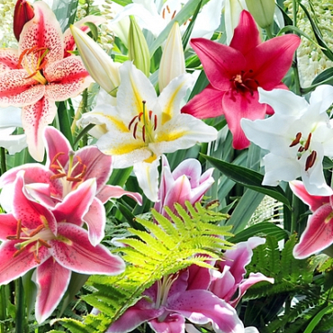 X 50 LILIUM ORIENTAL MIX 14/16