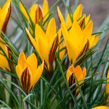 X 100 CROCUS ANGUSTIFOLIUS 5/+