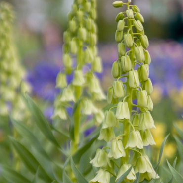 X   10 FRITILLARIA PERSICA IVORY BELLS 20/+