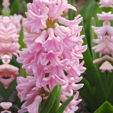 X   50 HYACINTHUS PINK SURPRISE 15/16