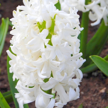 X   50 HYACINTHUS WHITE PEARL 15/16