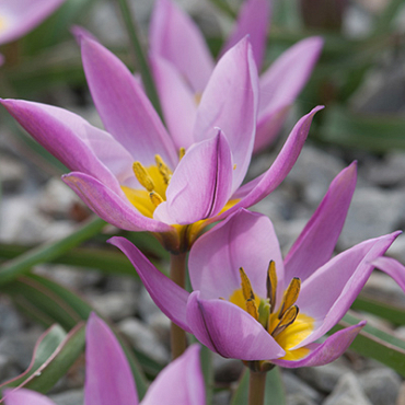 X 100 TULIPA PULCHELLA HUMILIS 6/+