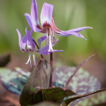 X   50 ERYTHRONIUM DENS-CANIS GEMENGD I