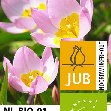 X 100 BIO TULIPA BAKERI LILAC WONDER 5/+