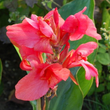 X 25 CANNA CITY OF PORTLAND I