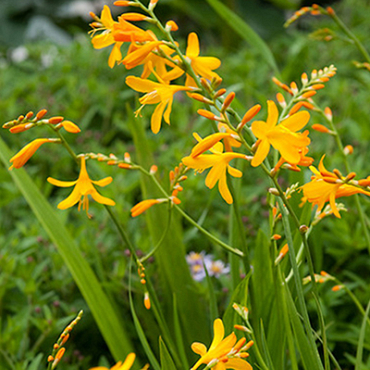 X 100 CROCOSMIA GEORGE DAVISON 8/+