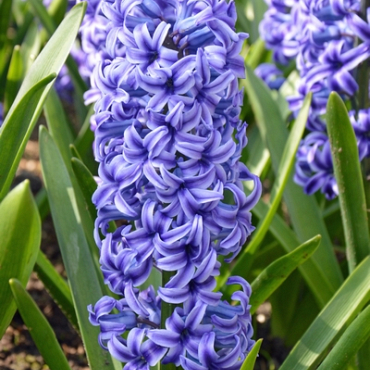 X   50 HYACINTHUS BLUE JACKET 15/16