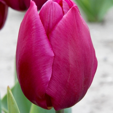 X 100 TULIPA PURPLE PRINCE 11/12