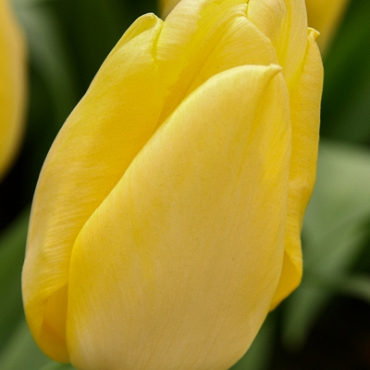 X 100 TULIPA SUNNY PRINCE 11/12