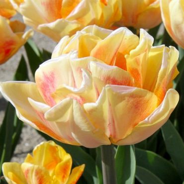X 100 TULIPA FOXY FOXTROT 12/+