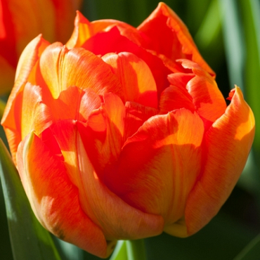 X 100 TULIPA MONTE ORANGE 11/12