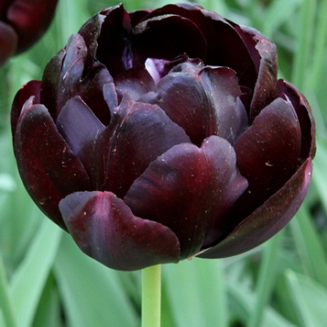 X 100 TULIPA BLACK HERO 12/+