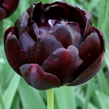 X 100 TULIPA BLACK HERO 11/12