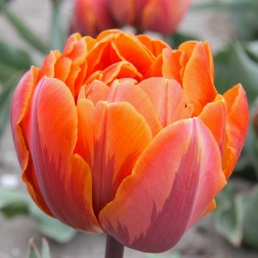 X 100 TULIPA ORANGE PRINCESS 11/12