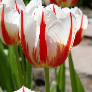 X 100 TULIPA CARNAVAL DE RIO 12/+