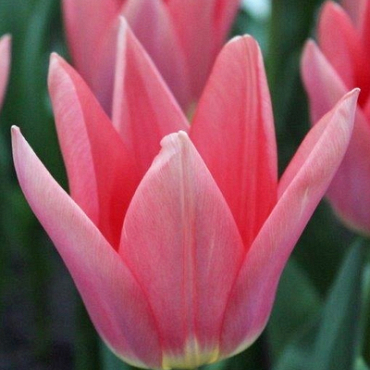 X 100 TULIPA NEPER 12/+