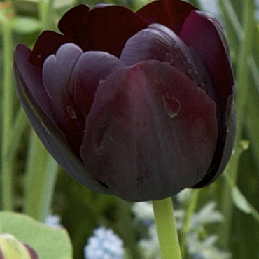 X 100 TULIPA PAUL SCHERER 11/12