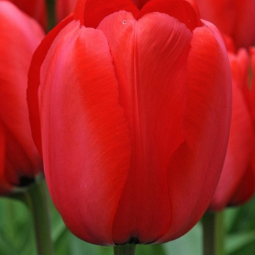 X 100 TULIPA RED IMPRESSION 11/12