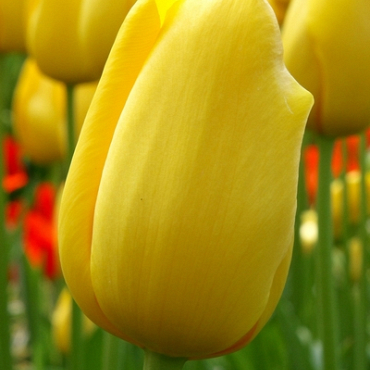 X 100 TULIPA BIG SMILE 12/+