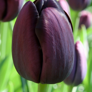 X 100 TULIPA QUEEN OF NIGHT 11/12