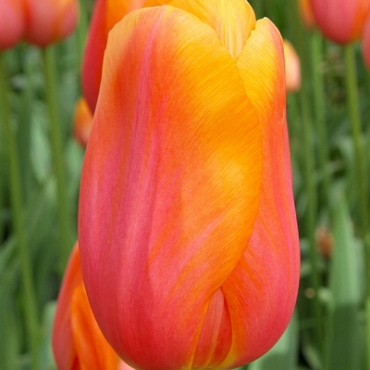 X 100 TULIPA DORDOGNE 12/+