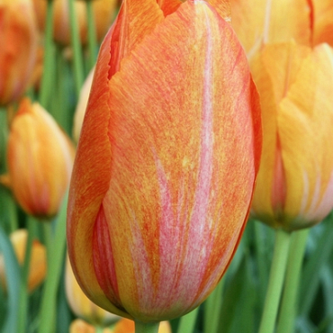 X 100 TULIPA RHAPSODY OF SMILES 11/12