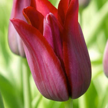 X 100 TULIPA MERLOT 11/12