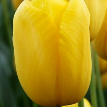 X 100 TULIPA MUSCADET 12/+