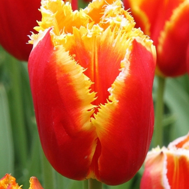 X 100 TULIPA DAVENPORT 12/+