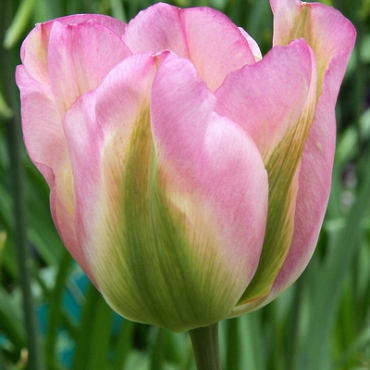 X 100 TULIPA GROENLAND 11/12