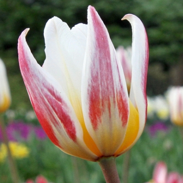 X 100 TULIPA ICE STICK 11/12