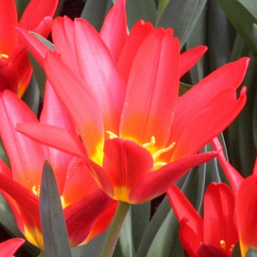 X 100 TULIPA SCARLET BABY 11/12