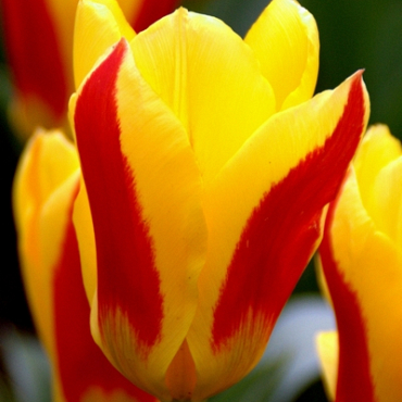 X 100 TULIPA STRESA 11/12