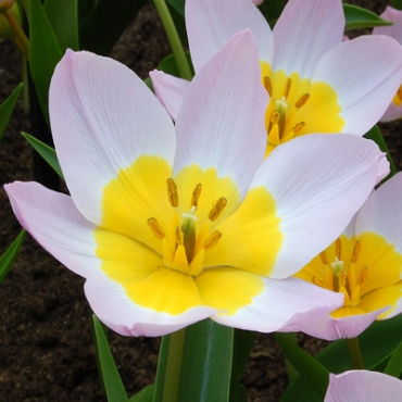 X 250 TULIPA BAKERI LILAC WONDER 6/+