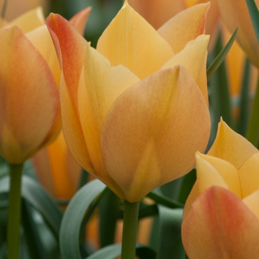 X 250 TULIPA BATALINII BRIGHT GEM 6/+