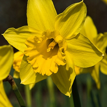 X 100 NARCISSUS STANDARD VALUE 14/16