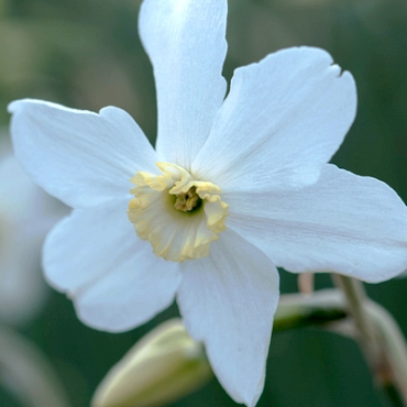 X 100 NARCISSUS POLAR ICE 12/14